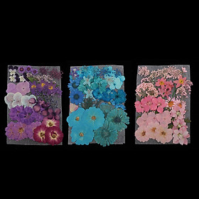 Natural Dried Flowers Combination DIY Pressed Herbarium Flower Decorative for Resin Jewelry Crafts Nail Stickers  Purple + Pink  + Blue