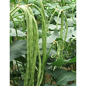 Mua 01 Gói Hạt Giống Đậu Đũa Cao Sản - Nảy Mầm Cực Chuẩn