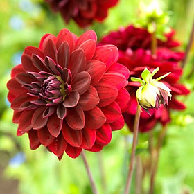 Mua Hạt giống hoa thược dược nhiều màu Rado  đóng gói 0.1gr