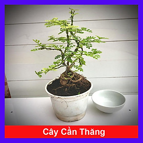 Mua Cây cần thăng bonsai mini (Ảnh thật)