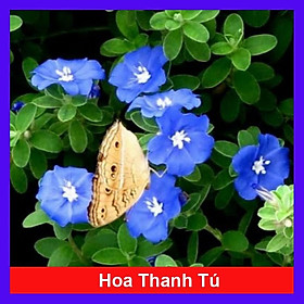 Hoa Thanh Tú - cây cảnh vườn + Tặng phân bón cho cây mau lớn