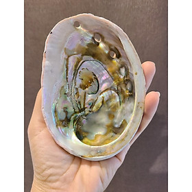 Mua Vỏ ốc xà cừ thô các loại size vừa - Dụng cụ đốt xô thơm và Palo santo