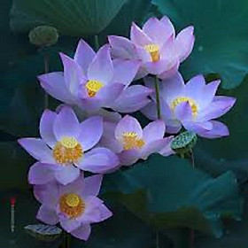 Mua Củ Sen Trung Giống Jinse