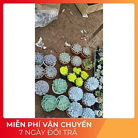 Mua Sen Đá Size Đại