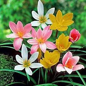 COMBO 03 củ giống HOA HUỆ MƯA mix màu