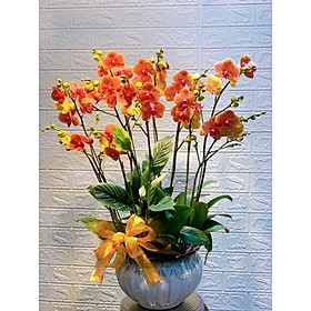 Chậu hoa Lan Hồ Điệp Đà Lạt - Mẫu 06 - Đường kính chậu 20 x cao 50 cm - Mầu Đỏ Vàng - Chậu hoa, cây cảnh tặng khai trương, tân gia