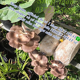 Mua Combo 10 phôi nấm bào ngư xám tại trại