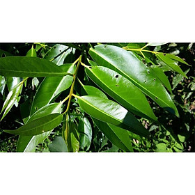 Mua 1kg lá vối tươi