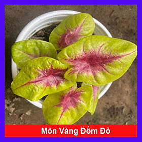 Mua Cây Môn Vàng Đốm Đỏ - cây cảnh để bàn + tặng phân bón cho cây