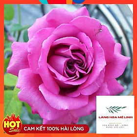 Mua Hoa hồng thân gỗ Claude Brasseur  ó khả năng sinh trưởng rất tốt  kháng bệnh tốt.