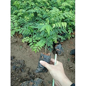 Mua cây sưa đỏ  cây giống sưa đỏ  giống lấy gỗ quý
