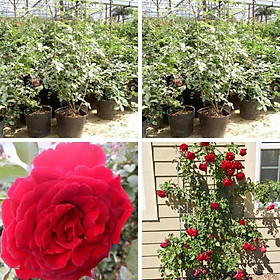 hoa hồng leo cổ hải phòng cây hoa hồng leo có màu đỏ nhung leo dàn khỏe cây có bầu rễ khỏe mạnh nhanh ra hoa