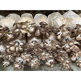 Mua phôi nấm bào ngư xám