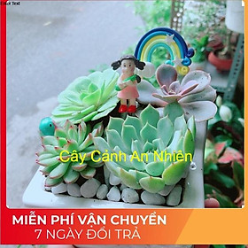 Chậu Sen Đá Tiểu Cảnh