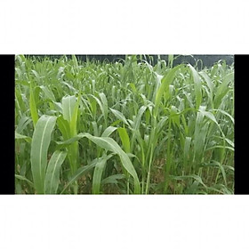 Hạt giống cỏ ngọt chăn nuôi - gói 100g