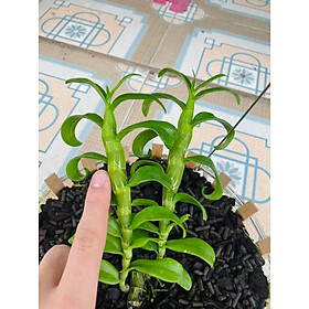 Phi điệp 5 cánh trắng 5ct phú thọ hàng gieo hạt