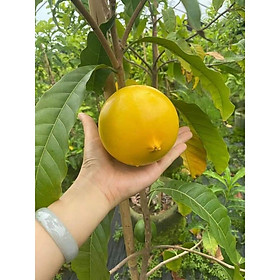 Mua Cây Giống Vú Sữa Hoàng Kim (ảnh thật Giống chuẩn)