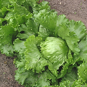 Mua 5 gam hạt giống rau xà lách  Lettuce-BATAVIA-MINETTO