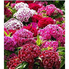 Mua Hạt giống hoa cẩm chướng chùm - 1 gói 50 hạt-HGNN