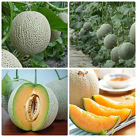 Mua Hạt giống Dưa lưới siêu ngọt Nhật bản chịu nhiệt năng suất cao