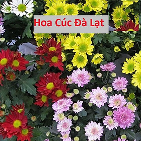 Mua Hạt Giống Hoa Cúc Đà Lạt - Hoa Cúc Mix Màu 4 Mùa - gói 5Gr