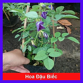 Cây Hoa Đậu Biếc - Cây cảnh vườn + Tặng phân bón cho cây mau lớn