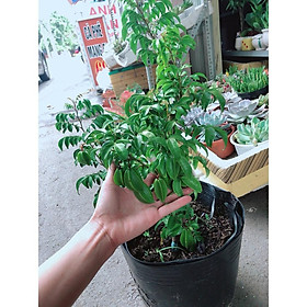 Mua Cây Khế Nhiều Trái To