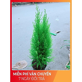 Mua Cây Tùng Thơm