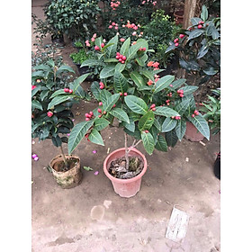 Mua CÂY HOA HẢI ĐƯỜNG CAO 65CM  ĐANG NỤ