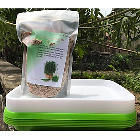 Combo 5 Khay Trồng + 1 kg Hạt Giống Cỏ Lúa Mì