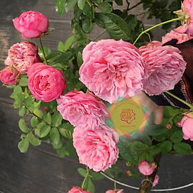 Cây hoa hồng ngoại Miyko siêu đẹp - Hoa hồng Thăng Long Flower