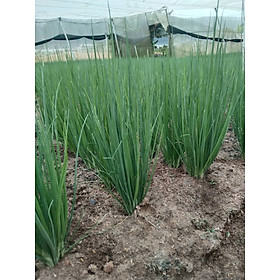 Mua Hạt giống hành lá - hành hương cao sản Việt Á VA.307