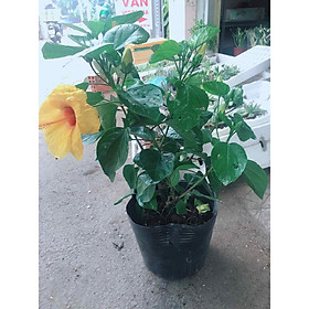 Mua Chậu hoa dâm bụt vàng Bán Chạy
