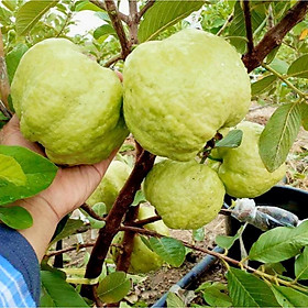 Mua Cây giống ổi không hạt