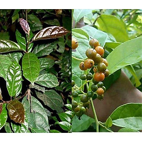 CÂY giống CÂY XẠ ĐEN, CÂY DƯỢC LIỆU QUÝ