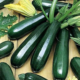 Mua Gói 20 hạt giống bí ngòi xanh