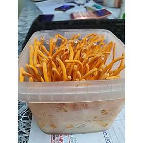 Mua Đông Trùng Hạ Thảo tươi (hộp)