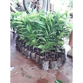 CÂY GIỐNG NA DAI combo 5 cây gửi cây như ảnh cuối