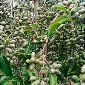 Mua cây dổi ghép cho trái sau 4 năm