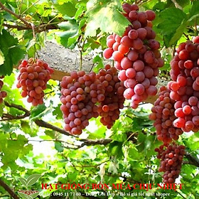Hạt giống Nho pháp (10 hạt) Hạt Giống Nho Pháp Bốn Mùa10 Hạt/ Gói Nho Lùn Pháp (tặng gói kích nẩy mầm và hướng dẫn)