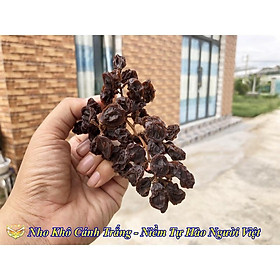 Nho Khô Cánh Trắng