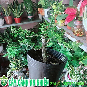 Cây Cần Thăng Bonsai