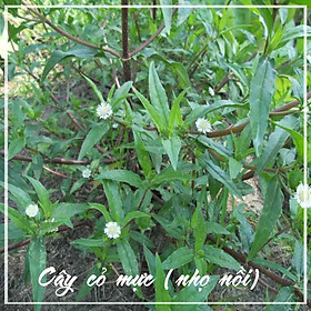 Cây Cỏ Mực (Cỏ Nhọ Nồi) khô đóng gói 1kg