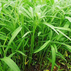 Mua Hạt Giống Rau Muống Lá Tre (100gr)