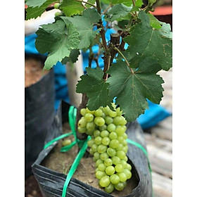 Cây giống NHO LEO NINH THUẬN - Hàng cây giống chuẩn F1
