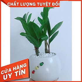 Chậu cây kim tiền thái