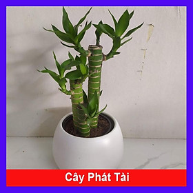 Cây Phát Tài (Chậu Sứ) - Cây cảnh để bàn văn phòng