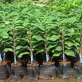 Mua Cây giống na Thái quả siêu to