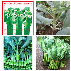 Mua Hạt Giống Cải Làn Hoa Trắng - Cải Làn Siêu Ngon gói 50Gr