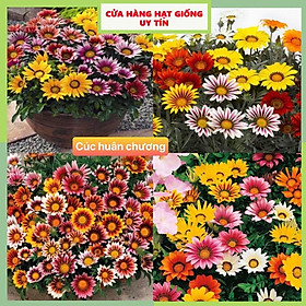 Mua Hạt Giống Hoa Cúc Huân Chương F1 Loại Siêu Dễ Trồng  Hoa Nở Đẹp Tặng kèm Hướng Dẫn Trồng
